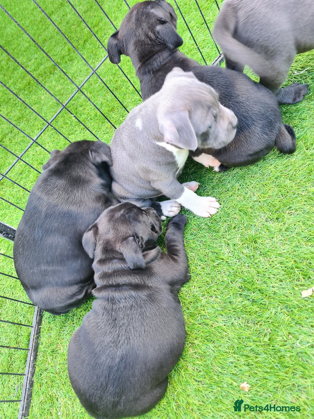 Staffordshire Bull Terrier dogs for sale: Kc reg black blue staffy puppies  - Image 4