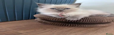 Ragdoll 3