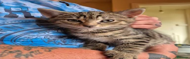 Domestic Shorthair 1