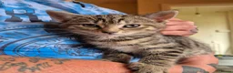 Domestic Shorthair cats for sale: Mackerel Tabby kittens (ready now) - Advert 3
