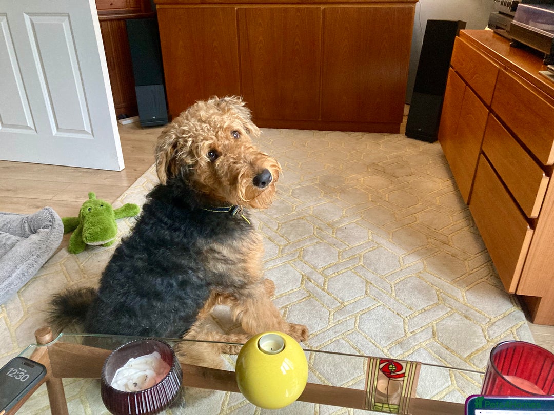 Airedale Terrier dogs for sale: Beautiful KC Reg Airedale Terrier Boy 8 Months Old - Advert 4