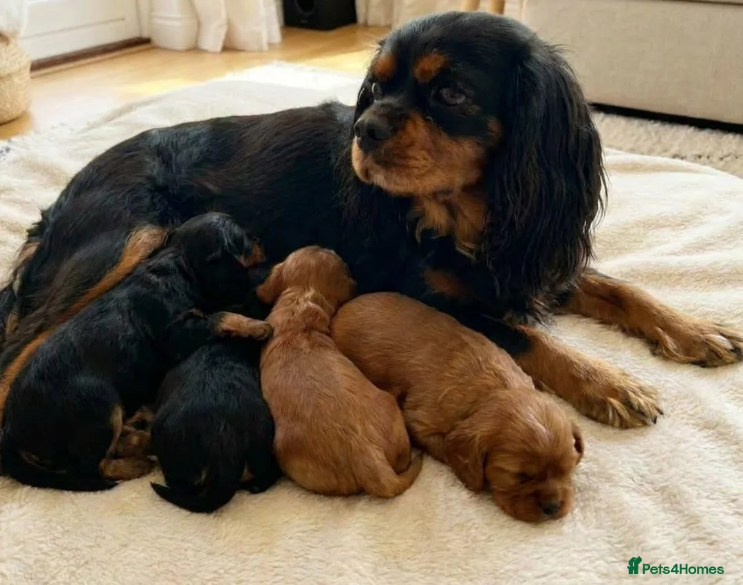 Cavalier King Charles Spaniel dogs for sale: Cavalier king Charles puppies  in Glasgow - Advert 6