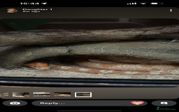 Corn Snake reptiles for sale: 2 corn snakes with full setup  - Image 3