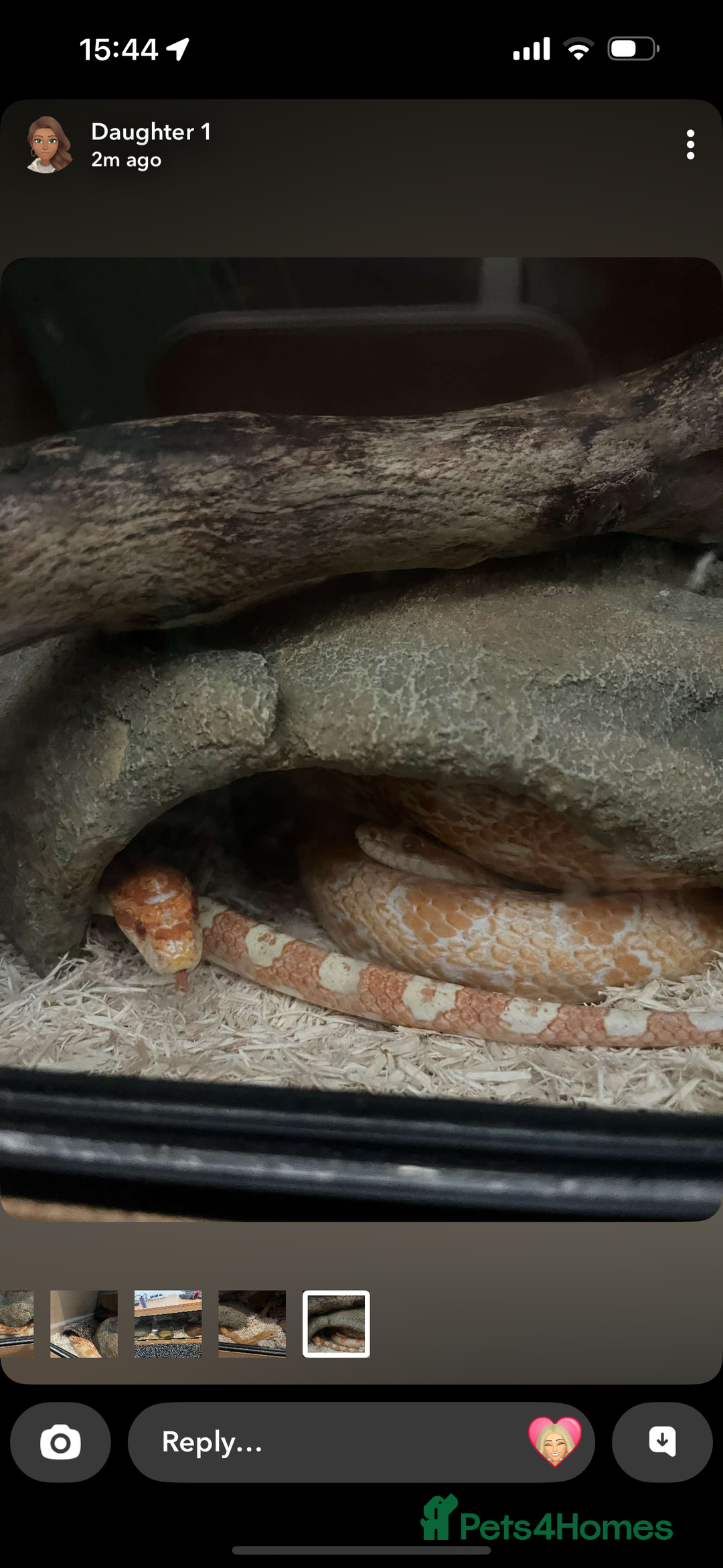 Corn Snake reptiles for sale: 2 corn snakes with full setup  - Image 3