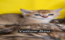 British Shorthair cats for sale: BSH GOLDEN KITTENS - Advert 33