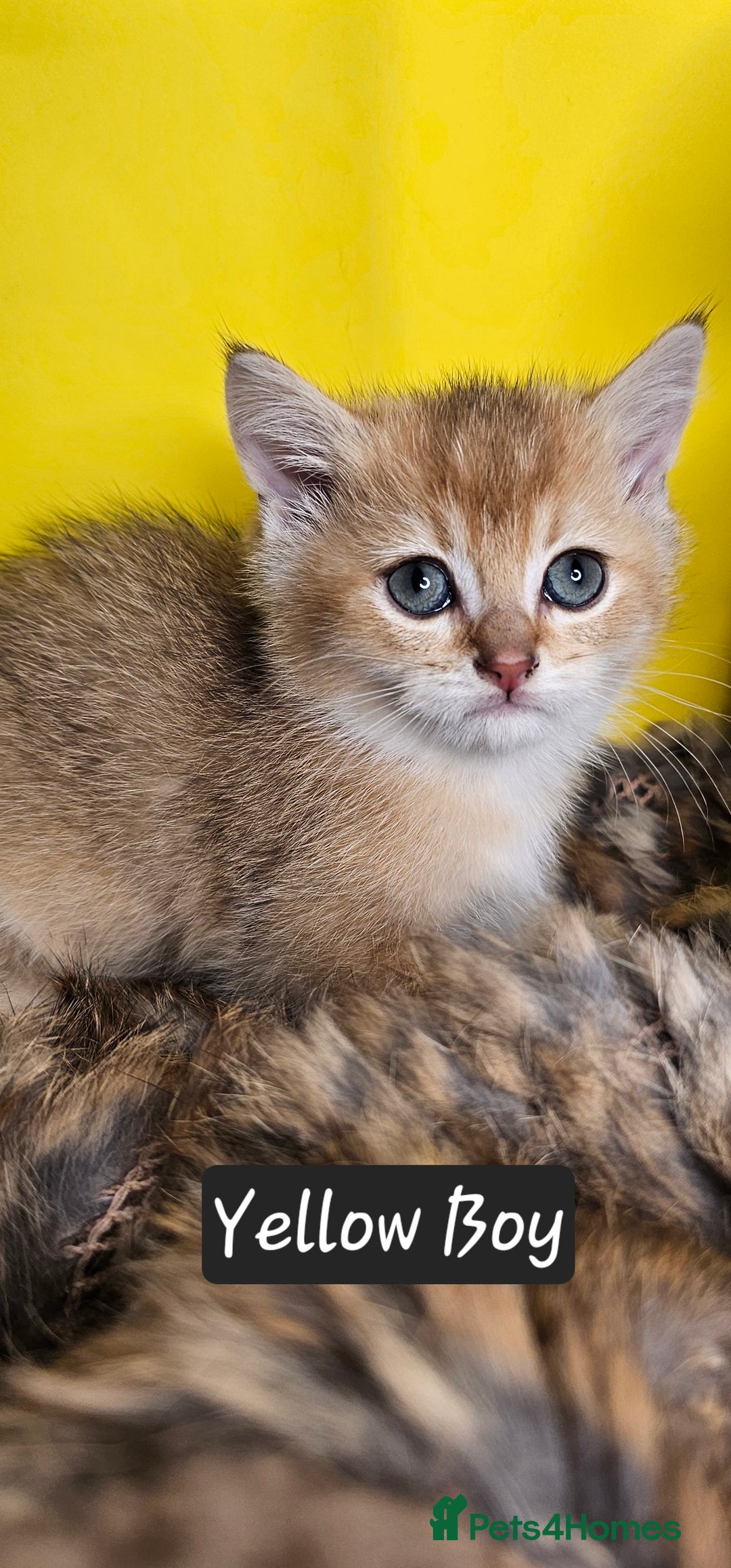 British Shorthair cats for sale: BSH GOLDEN KITTENS - Advert 33