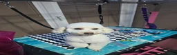 Toy Poodle dogs for sale: Toy poodle  - Advert 2
