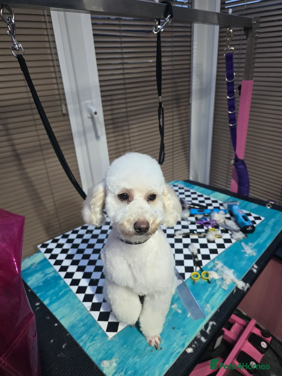 Toy Poodle dogs for sale: Toy poodle  - Advert 2