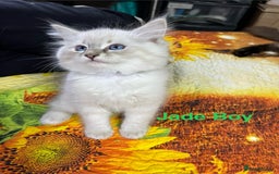 Ragdoll cats for sale: ❗️❤️5 Incredibly Beautiful Ragdoll Kittens❤️🐈  - Image 28