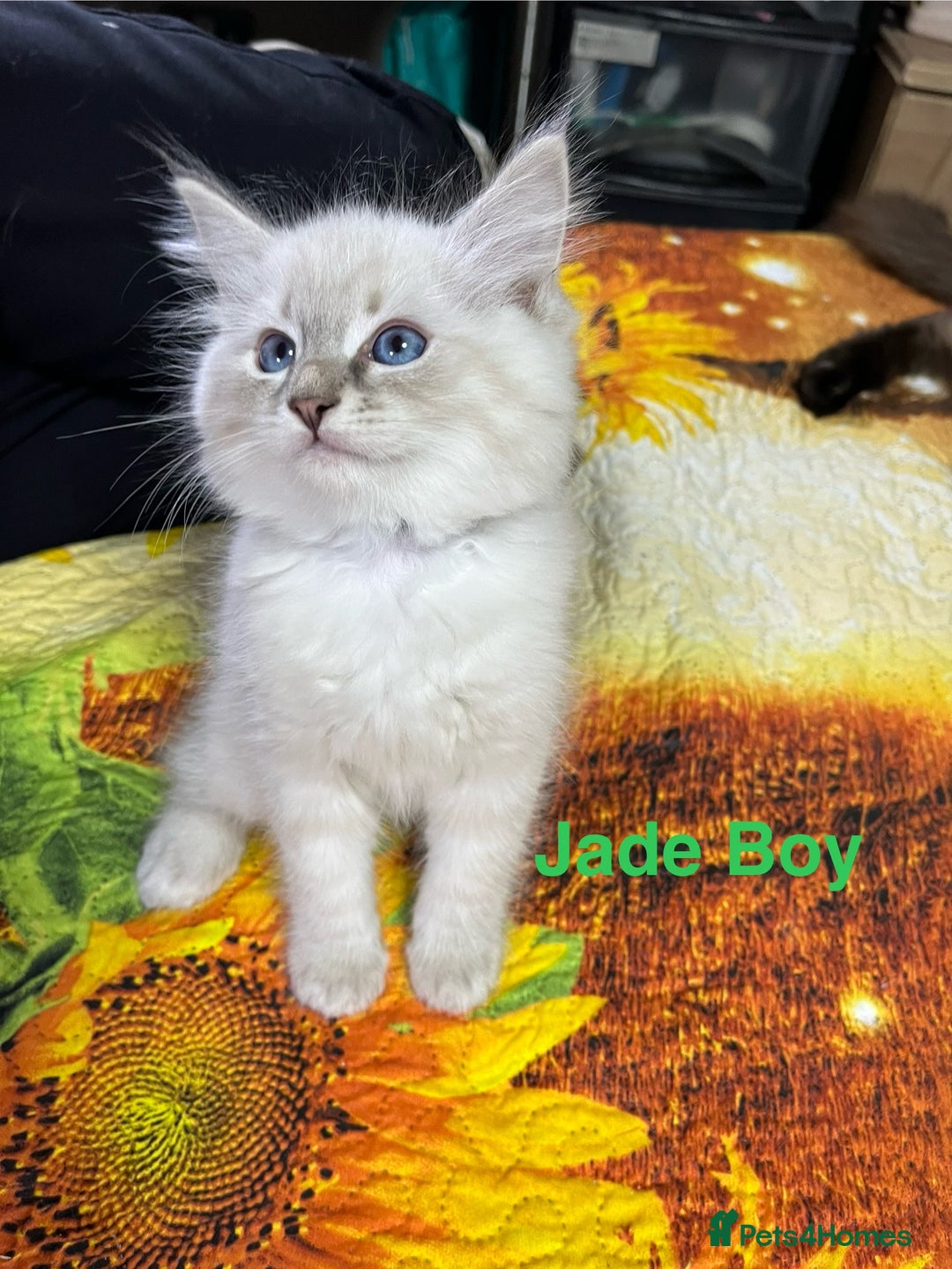 Ragdoll cats for sale: ❗️❤️5 Incredibly Beautiful Ragdoll Kittens❤️🐈  - Image 28