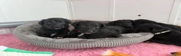 Borador dogs for sale: Borador puppies for sale  - Advert 21