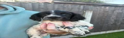Sprocker dogs for sale: Stunning Merle & Traditional B/W Sprocker Puppies  - Advert 34