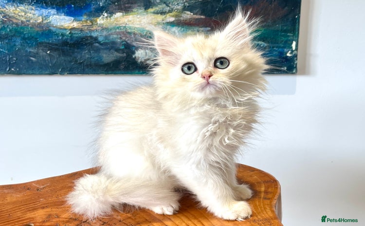 British Longhair cats - Advert 7
