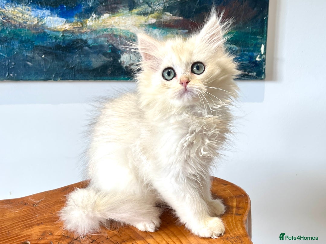 British Longhair cats for sale: Copper Silver British Longhair - Image 1