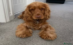 Cocker Spaniel dogs for sale: Gloden show cocker spaniel boy - Advert 4