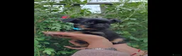 Griffon Bruxellois dogs for sale: Stunning Griffon Bruxellois puppies KC registered - Advert 11