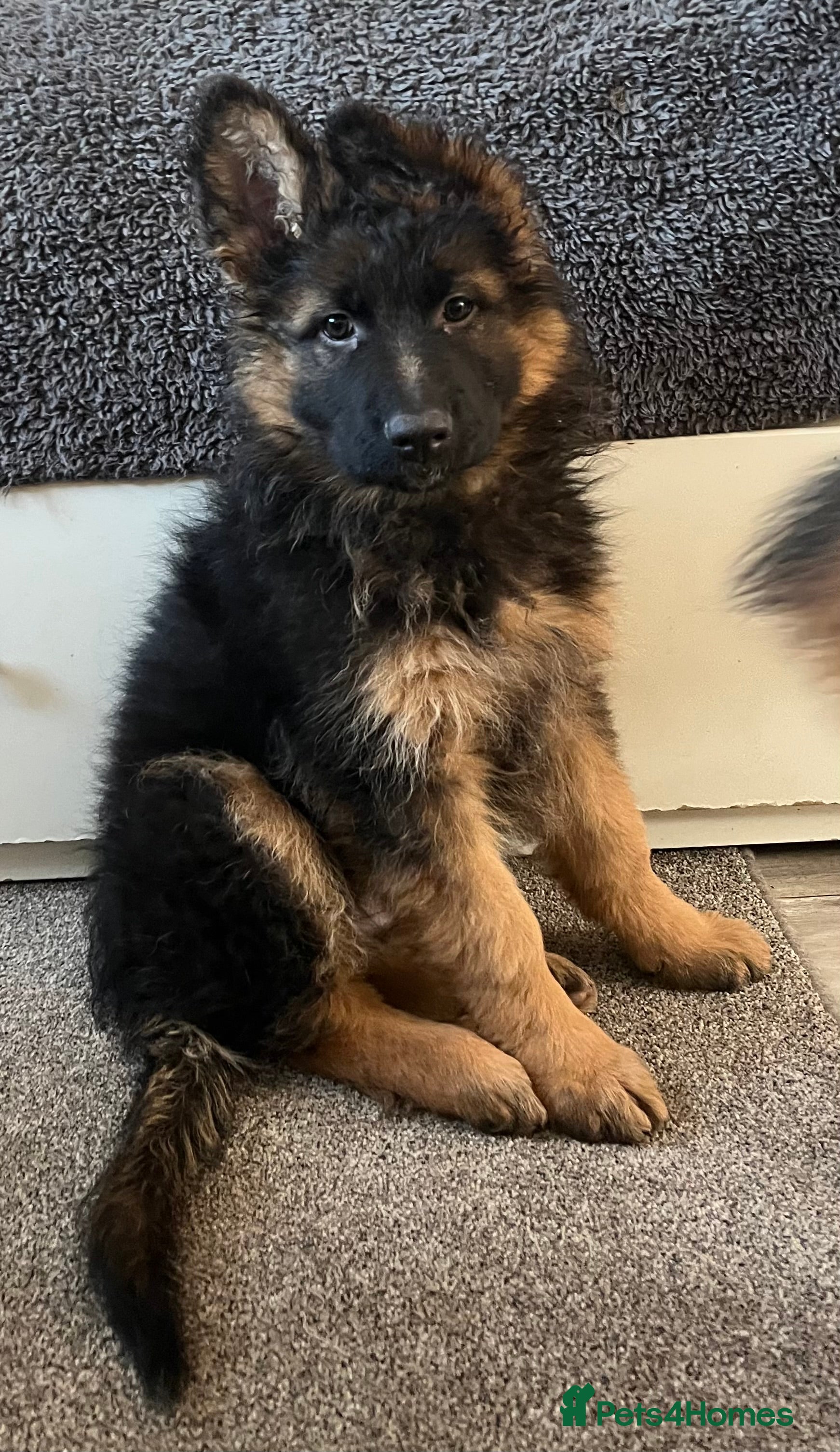 German Shepherd dogs Outstanding Gsd girls for sale  - Advert 4