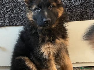 German Shepherd dogs Outstanding Gsd girls for sale - Advert 4