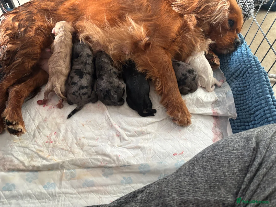 Cavapoo dogs for sale: Beautiful Caverpoo puppies - Advert 1