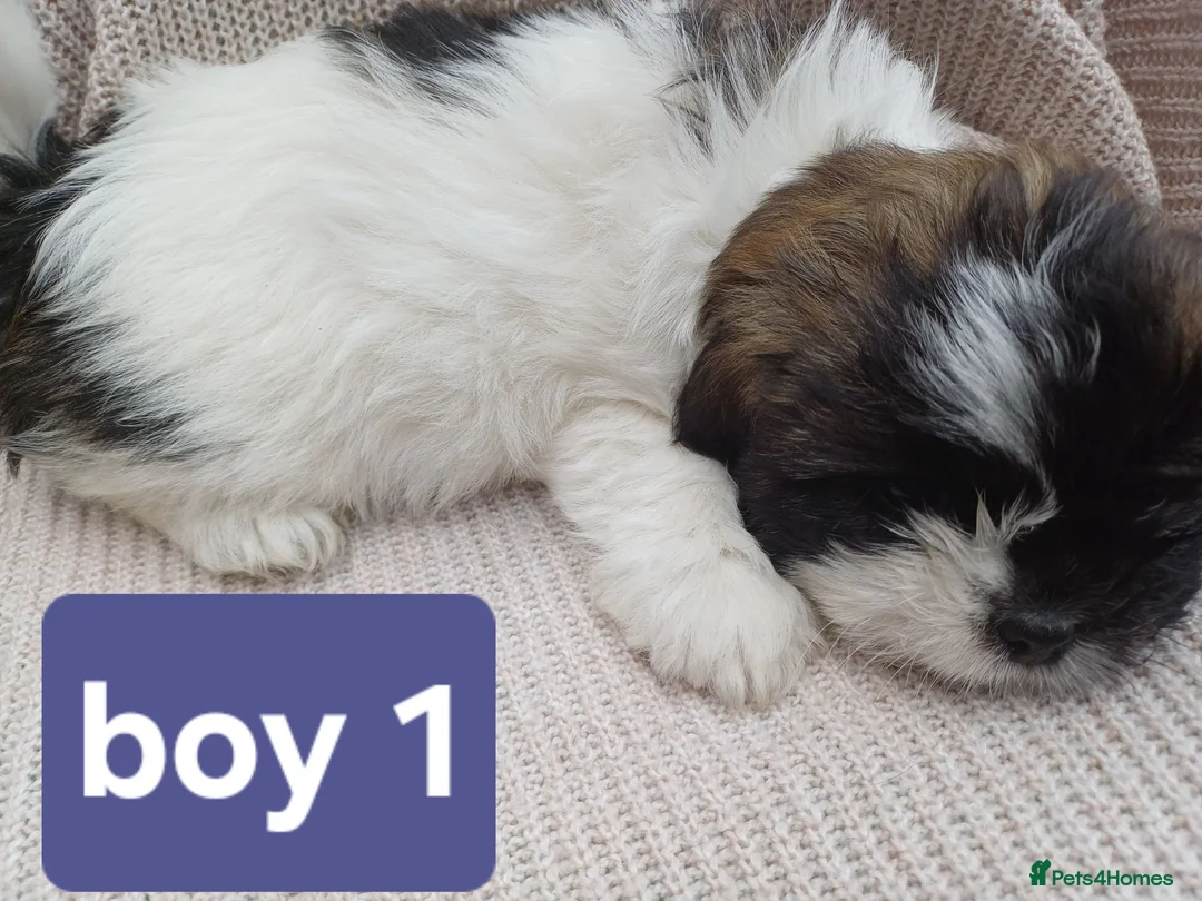 Mixed Breed dogs for sale: Shitzu&chorkie for sale - Advert 2