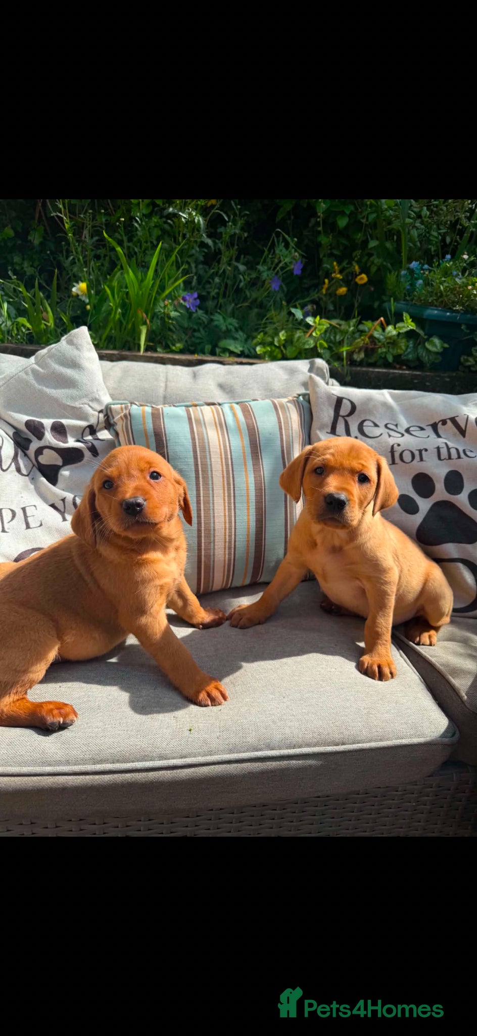 Labrador Retriever dogs Fox red Labradors  - Advert 12
