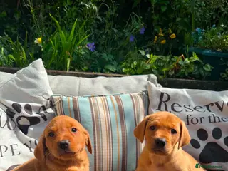 Labrador Retriever dogs Fox red Labradors - Advert 12