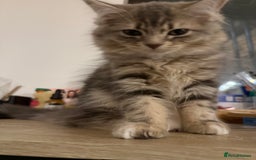 Siberian cats for sale: Siberian kitten ( we can negotiate price) in Liverpool - Image 7