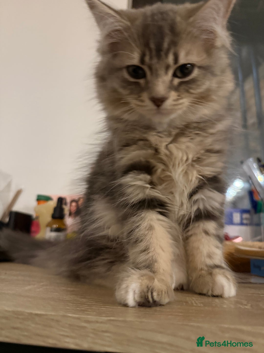 Siberian cats for sale: Siberian kitten ( we can negotiate price) in Liverpool - Image 7