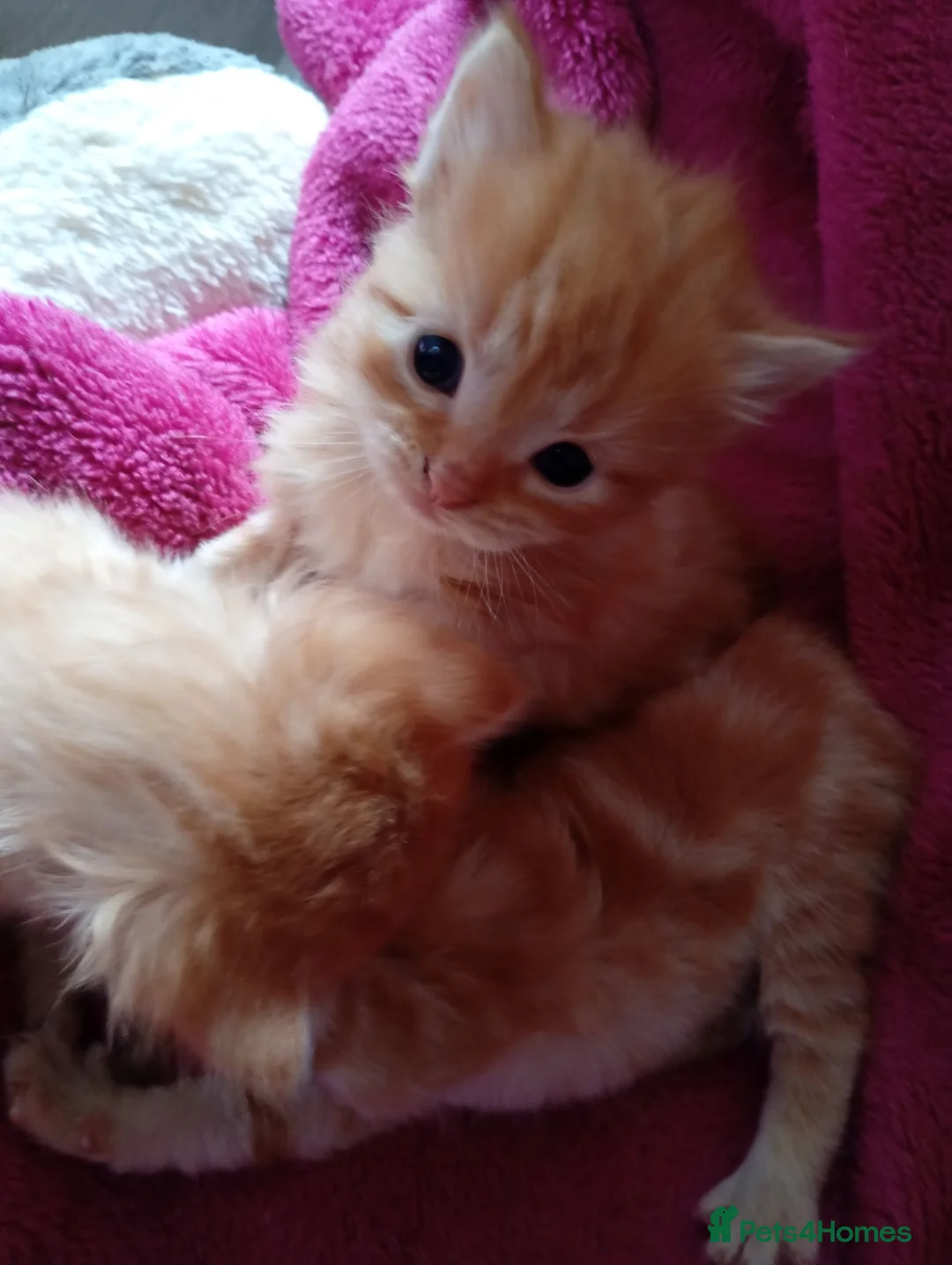 Maine Coon cats for sale: Maine coon cross  - Advert 2