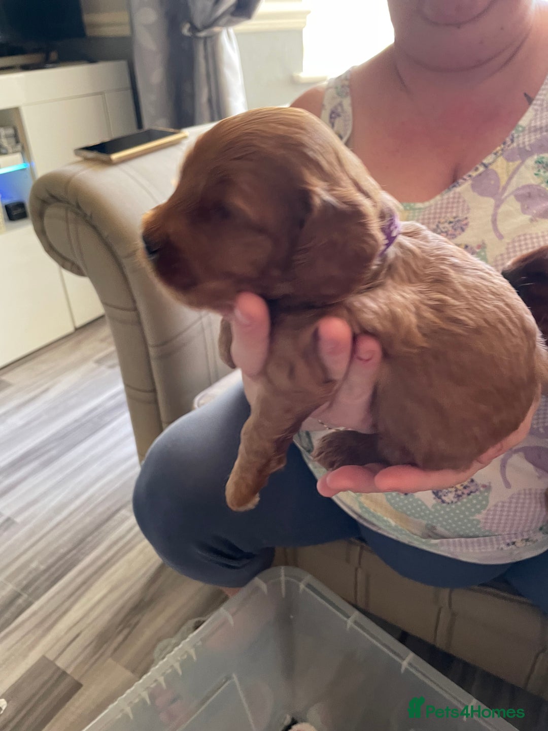 Cockapoo dogs for sale: * health tested through parentage*F1 Cockapoo - Image 8