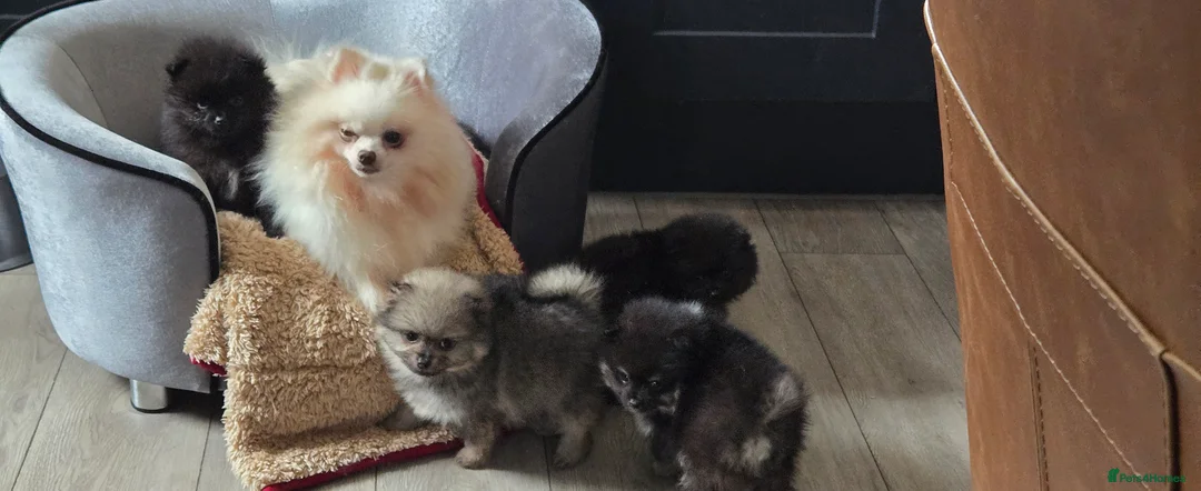 Pomeranian dogs for sale: Pretty Pomeranians  - Advert 17