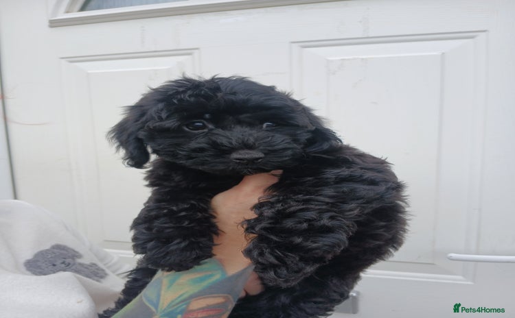 Cockapoo dogs - Advert 15