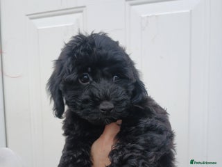 Cockapoo dogs - Advert 1