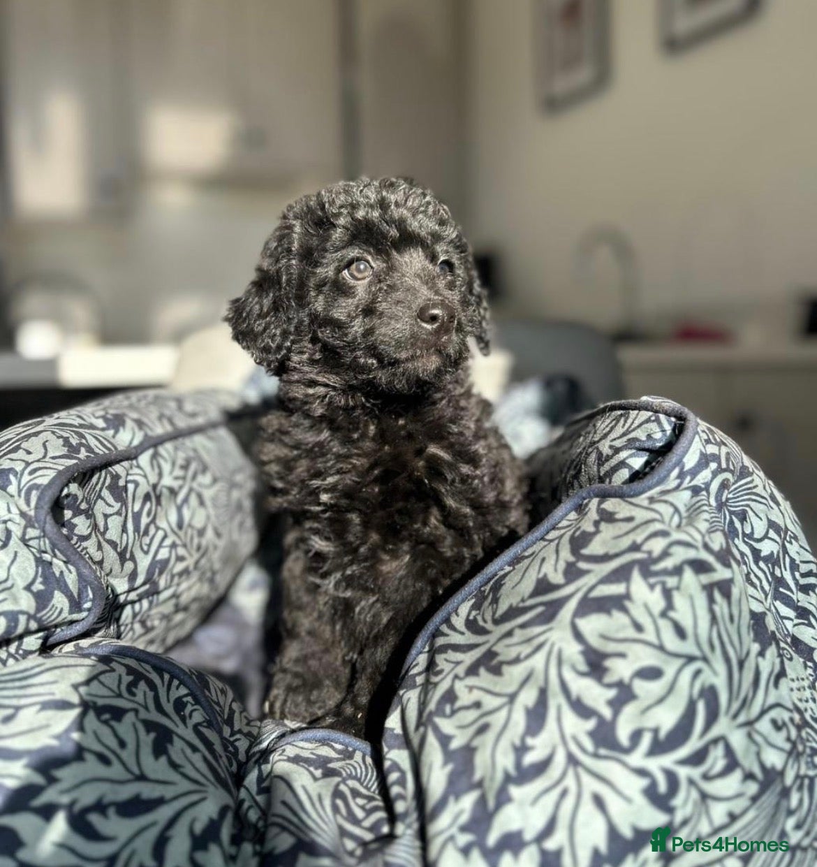 Bordoodle dogs Bordoodle puppies  - Advert 7