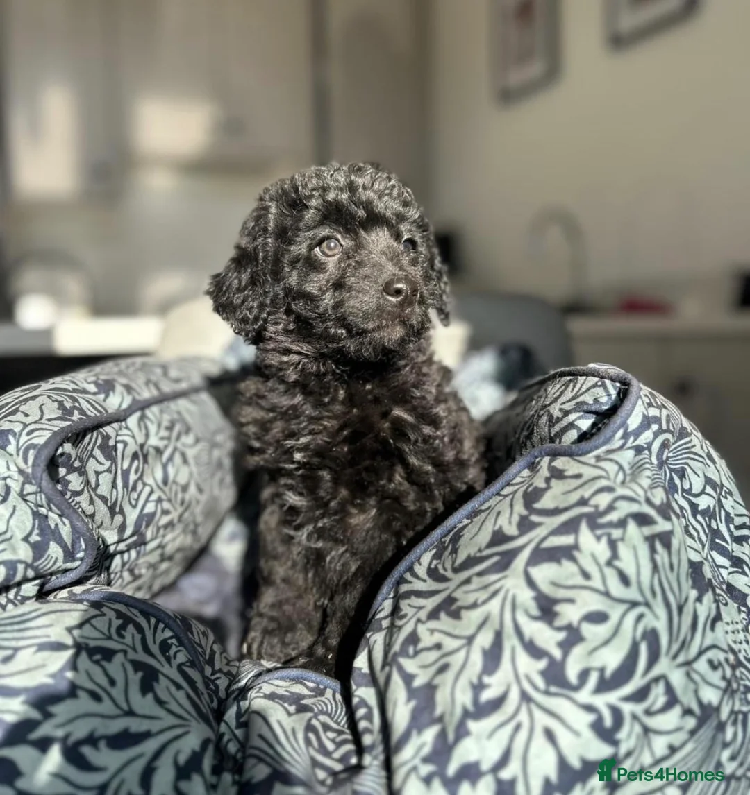 Bordoodle dogs for sale: Bordoodle puppies  - Advert 1