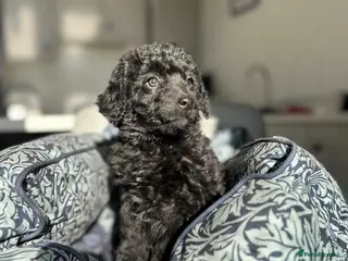 Bordoodle dogs Bordoodle puppies - Advert 7