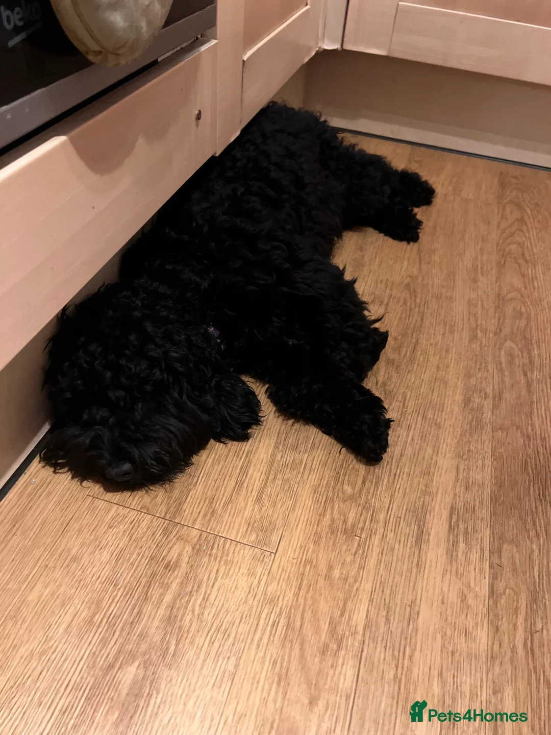 Cockapoo dogs for sale: cockapoos for rehoming. 16 months  - Advert 6