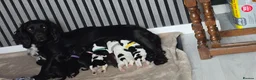 Sprocker dogs for sale: Sprocker puppies  - Advert 10