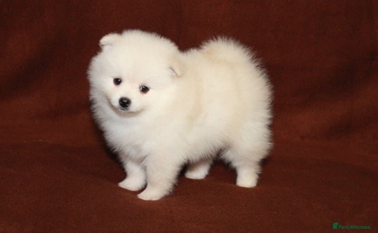 Pomeranian dogs - Advert 5