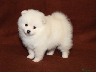 Pomeranian dogs for sale - Advert 1