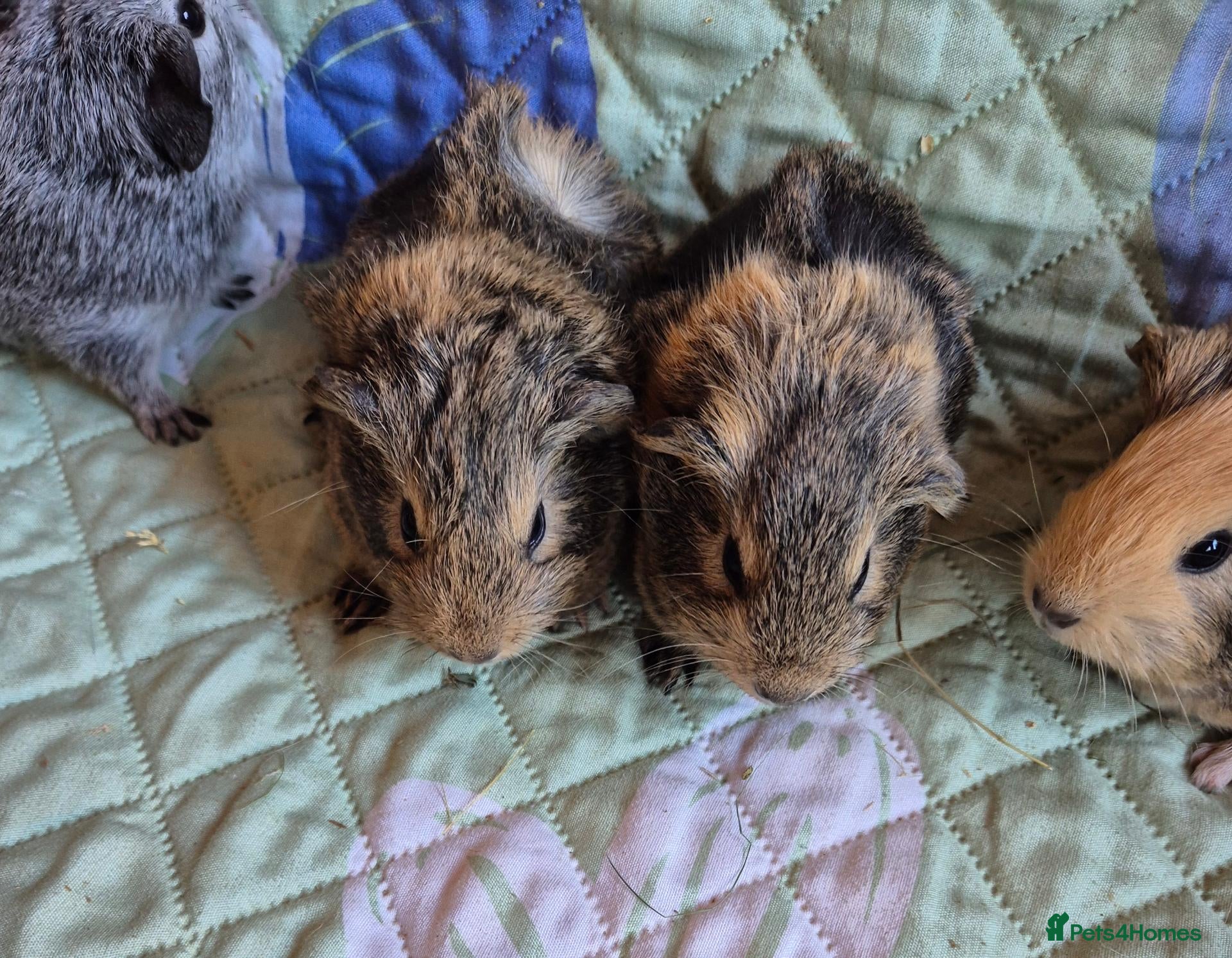Guinea Pig rodents Beautiful Baby Female Guinea Pig Sisters - Advert 1