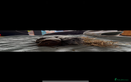 Guinea Pig rodents for sale: Two Adorable Guinea Pigs Looking for a Loving Home - Image 2
