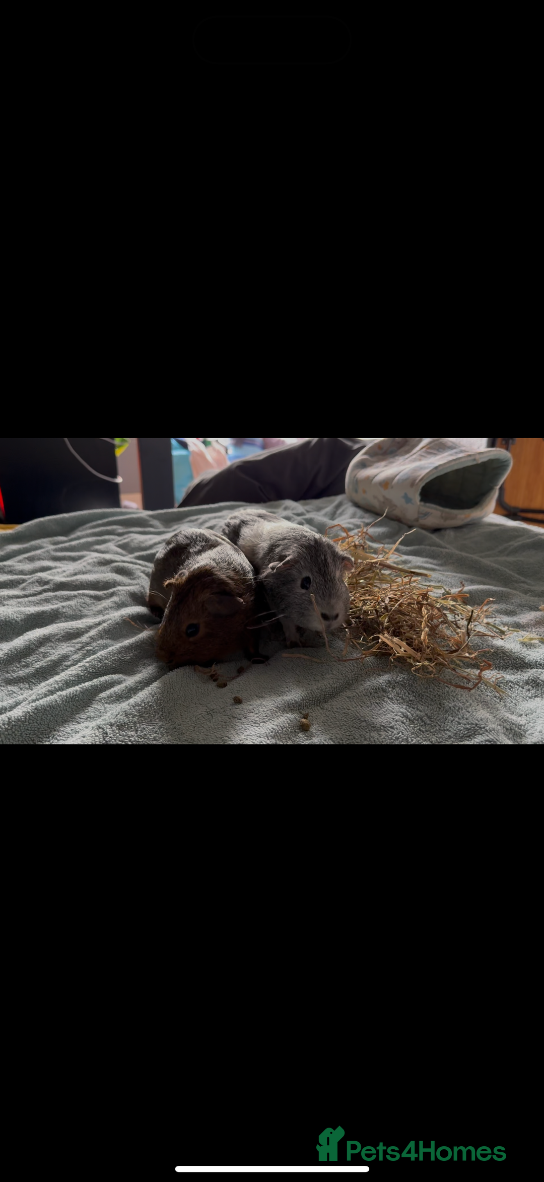 Guinea Pig rodents for sale: Two Adorable Guinea Pigs Looking for a Loving Home - Image 2