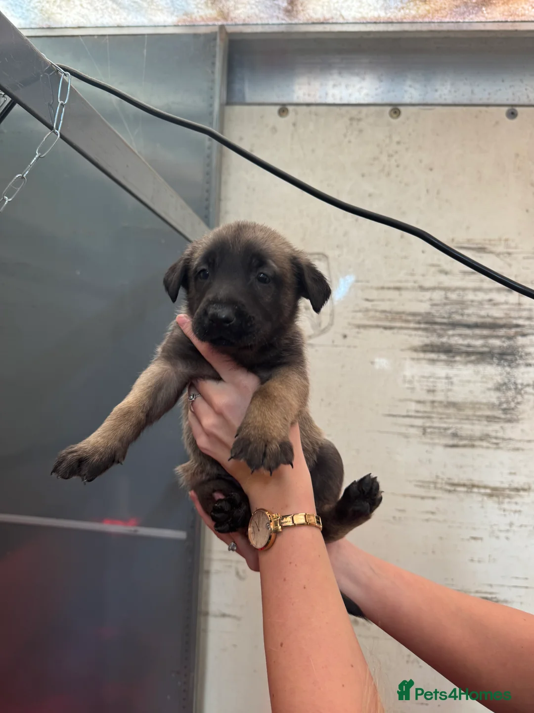 Belgian Shepherd Dog dogs for sale: Gorgeous Belgian Malinois Puppies - Advert 24