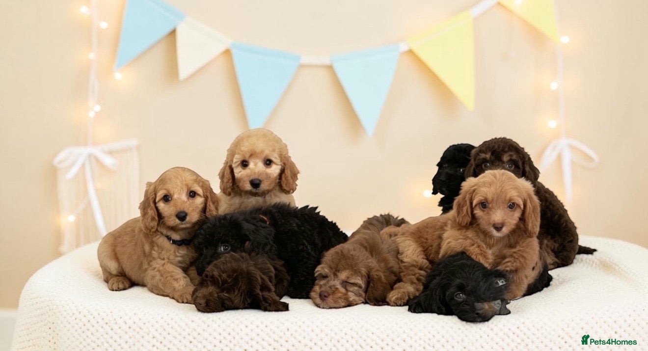 Cavapoo dogs DNA health tested Beautiful F1b Cavapoos - Advert 1