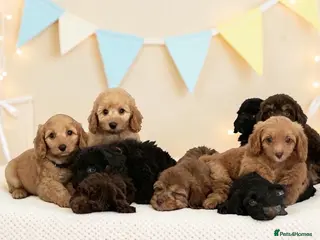 Cavapoo dogs DNA health tested Beautiful F1b Cavapoos - Advert 1