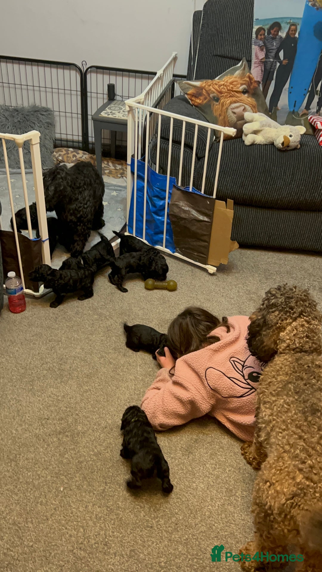 Cockapoo dogs for sale: 🐾 only one girl left F2 Cockapoo Puppies 🐾 - Advert 11