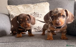 Dachshund dogs for sale: KC one little girl left STANDARD dachshund puppy  - Image 9