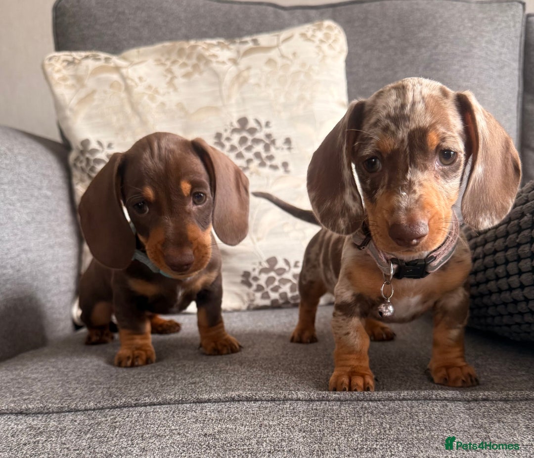 Dachshund dogs for sale: KC one little girl left STANDARD dachshund puppy  - Image 9