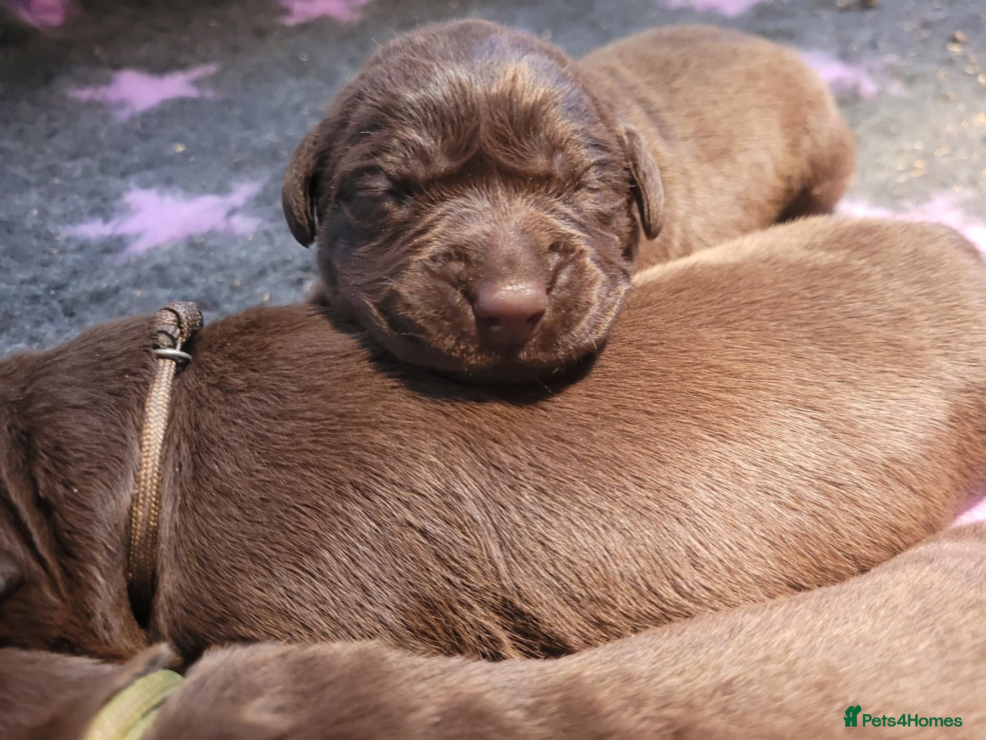 Labrador Retriever dogs for sale: Kc registered chocolate Labradors  - Advert 14